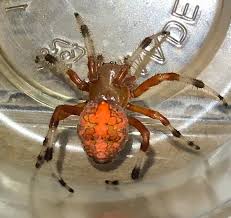 Attēlu rezultāti vaicājumam “Araneus marmoreus”