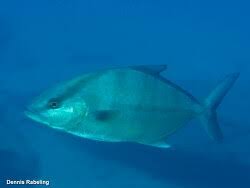 Image result for Seriola rivoliana