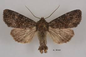 Attēlu rezultāti vaicājumam “Apamea remissa”