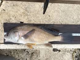 Image result for Aplodinotus grunniens