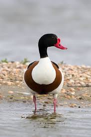 Attēlu rezultāti vaicājumam “Tadorna tadorna”