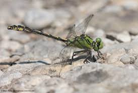 Attēlu rezultāti vaicājumam “Ophiogomphus cecilia”
