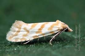 Attēlu rezultāti vaicājumam “Aethes margaritana”