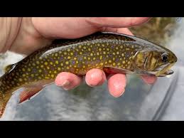 Image result for Salvelinus fontinalis