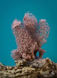 Attēlu rezultāti vaicājumam “Arcyria helvetica young”