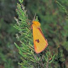 Attēlu rezultāti vaicājumam “Diacrisia sannio larva”