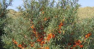 Attēlu rezultāti vaicājumam “Hippophae rhamnoides leaf”