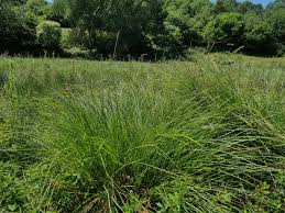Attēlu rezultāti vaicājumam “Carex paniculata”