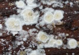 Attēlu rezultāti vaicājumam “Leucogyrophana sororia”