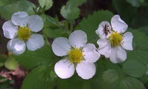 Attēlu rezultāti vaicājumam “Fragaria moschata flower”