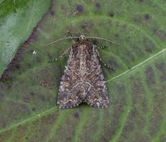 Attēlu rezultāti vaicājumam “Apamea remissa”