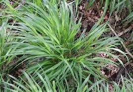 Attēlu rezultāti vaicājumam “Brachypodium sylvaticum flower”