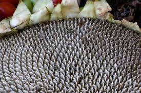 Attēlu rezultāti vaicājumam “Helianthus annuus fruit”