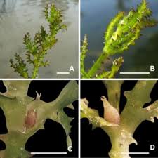 Attēlu rezultāti vaicājumam “Najas major leaf”