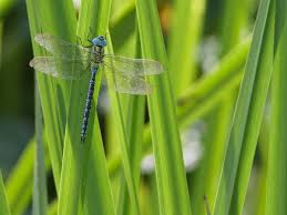 Attēlu rezultāti vaicājumam “Aeshna viridis”
