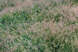 Attēlu rezultāti vaicājumam “Agrostis capillaris”