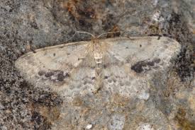 Attēlu rezultāti vaicājumam “Idaea dimidiata”