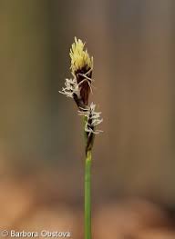 Attēlu rezultāti vaicājumam “Carex montana”