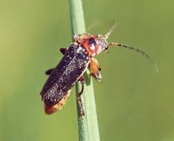 Attēlu rezultāti vaicājumam “Cantharis rustica imago”