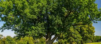 Attēlu rezultāti vaicājumam “Fraxinus”