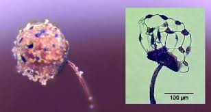 Attēlu rezultāti vaicājumam “Physarum braunianum macro”