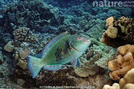 Image result for Calotomus carolinus