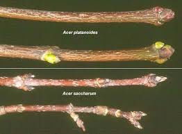 Attēlu rezultāti vaicājumam “Acer saccharinum bud”