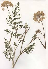 Attēlu rezultāti vaicājumam “Libanotis montana leaf”