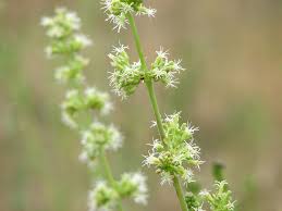 Attēlu rezultāti vaicājumam “Silene borysthenica bud”