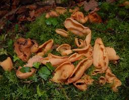 Attēlu rezultāti vaicājumam “Otidea onotica”