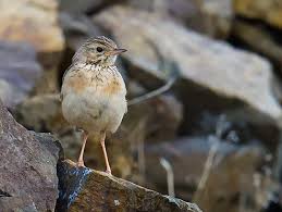 Image result for Anthus godlewskii