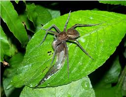 Attēlu rezultāti vaicājumam “Pisauridae”