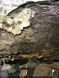 Attēlu rezultāti vaicājumam “Trichia longipalpis”