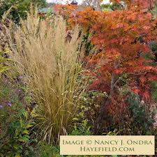 Attēlu rezultāti vaicājumam “Calamagrostis canescens leaf”