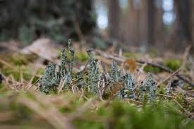 Attēlu rezultāti vaicājumam “Cladonia deformis”