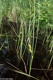Attēlu rezultāti vaicājumam “Carex rostrata”