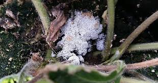 Attēlu rezultāti vaicājumam “Diderma testaceum”