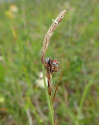 Attēlu rezultāti vaicājumam “Anthracoidea”