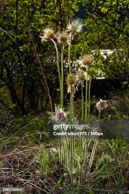 Attēlu rezultāti vaicājumam “Pulsatilla pratensis flower”