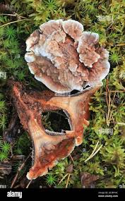 Attēlu rezultāti vaicājumam “Hydnellum sp.”