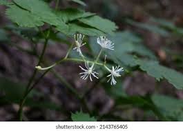 Attēlu rezultāti vaicājumam “Actaea spicata flower”
