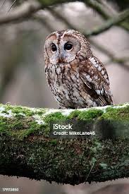 Attēlu rezultāti vaicājumam “Strix aluco”