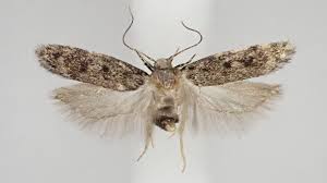 Attēlu rezultāti vaicājumam “Gelechia scotinella”