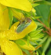 Attēlu rezultāti vaicājumam “Cicadella viridis female”