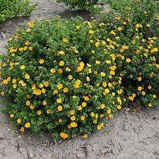 Attēlu rezultāti vaicājumam “Potentilla”