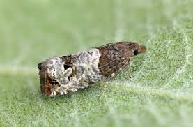 Attēlu rezultāti vaicājumam “Notocelia roborana”