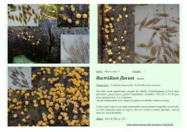 Attēlu rezultāti vaicājumam “Bactridium flavum”