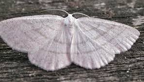 Attēlu rezultāti vaicājumam “Cabera pusaria”