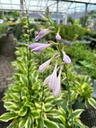 Attēlu rezultāti vaicājumam “Hosta sp. flower”