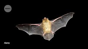 Attēlu rezultāti vaicājumam “Pipistrellus nathusii”